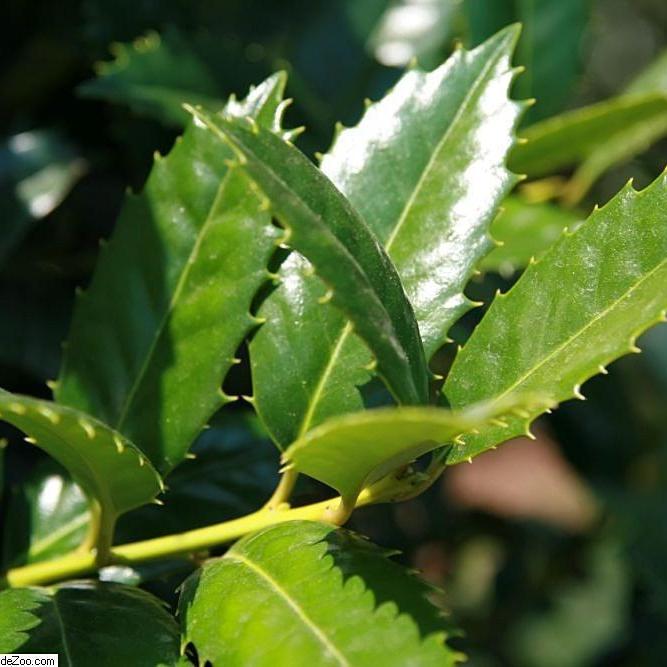 Ilex 'Mary Nell' ~ Mary Nell Holly - Delivered By ServeScape