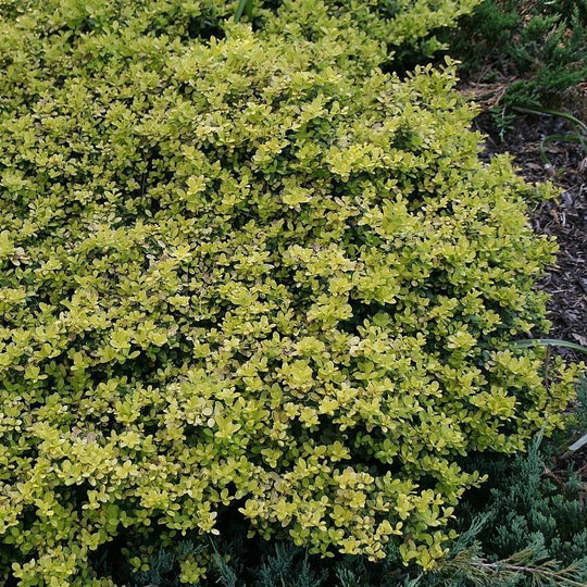 Golden Helleri Holly - Ilex crenata 'Golden Helleri' – ServeScape