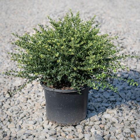 Helleri Japanese Holly - Ilex crenata 'Helleri' – ServeScape