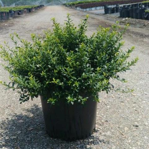 Ilex crenata 'Soft-Touch' ~ Soft Touch Japanese Holly - Delivered By ServeScape