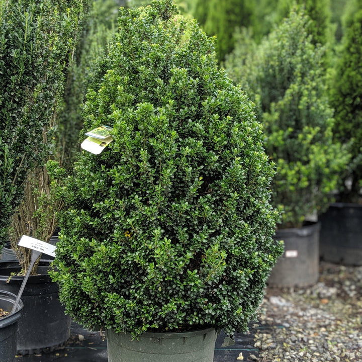 Ilex crenata 'Steeds' ~ Steeds Upright Japanese Holly - Delivered By ServeScape