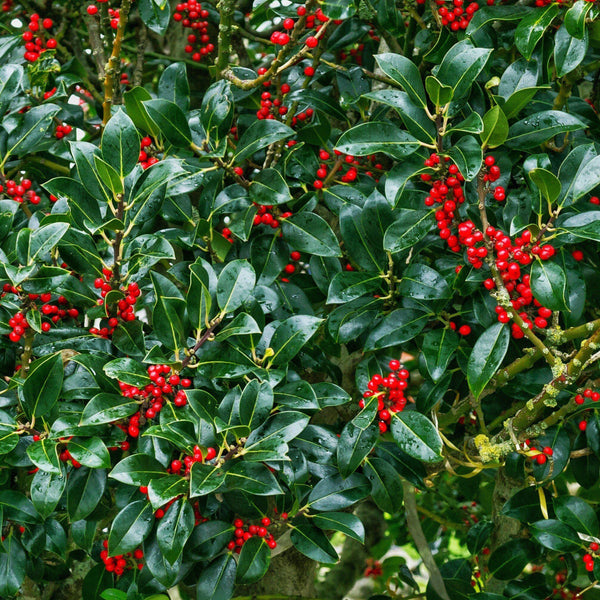 Ilex-integra-x-latifolia-