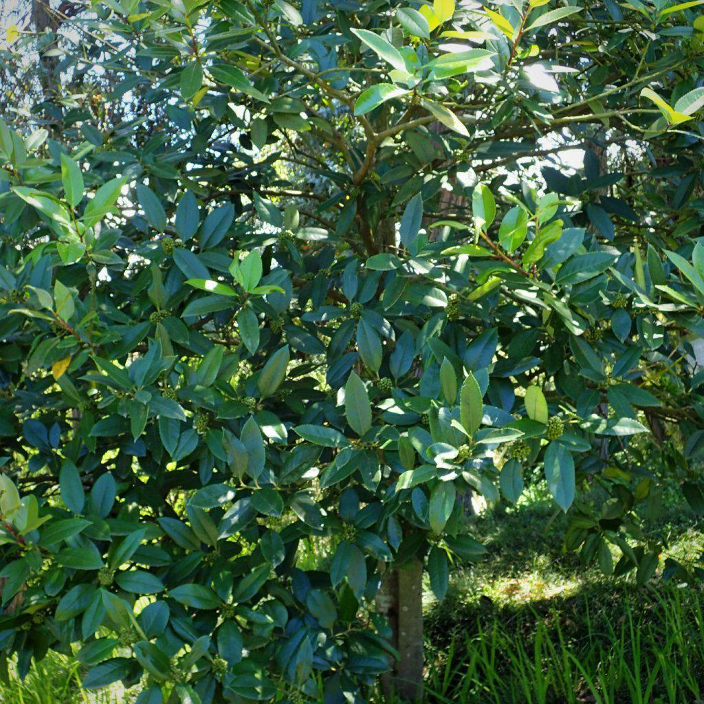Ilex latifolia ~ Lusterleaf Holly, Tarajo - Delivered By ServeScape