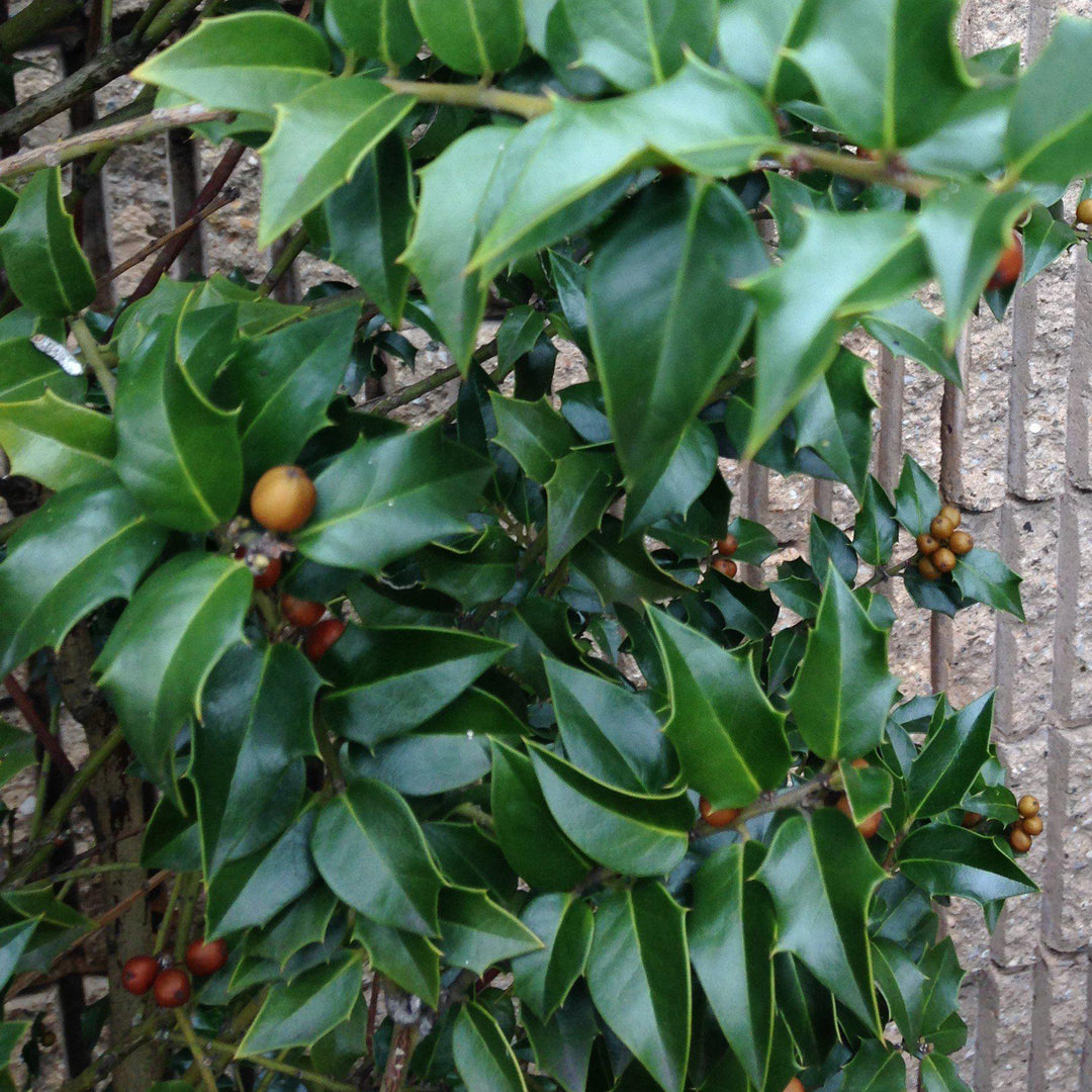 Ilex opaca ~ American Holly-ServeScape