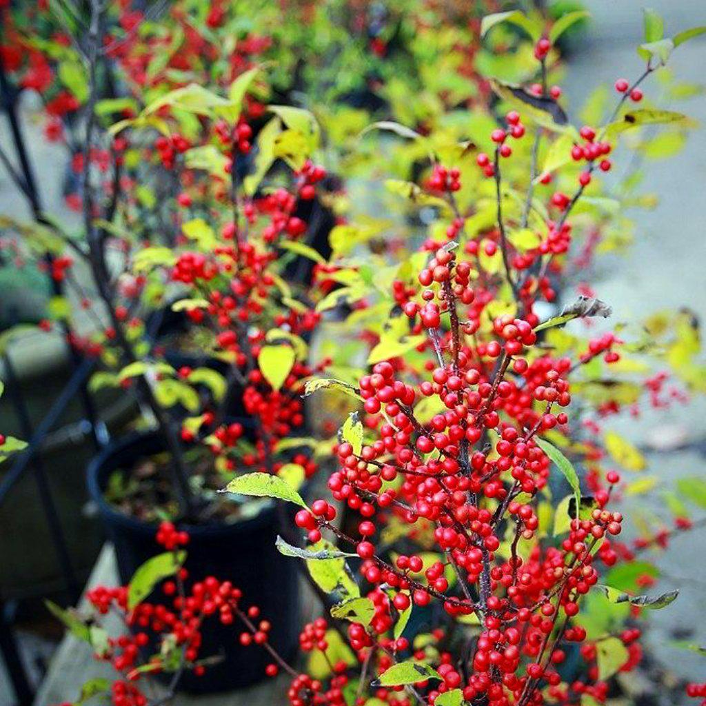 Ilex verticillata 'Sparkleberry' ~ Sparkleberry Winterberry - Delivered By ServeScape