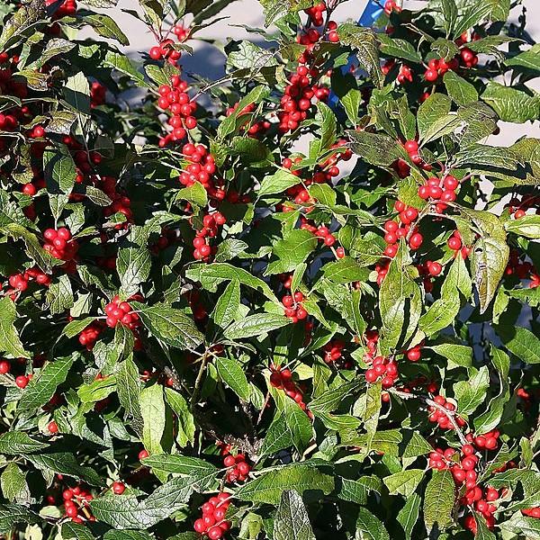 Ilex verticillata 'Winter Red' ~ Winter Red Winterberry-ServeScape