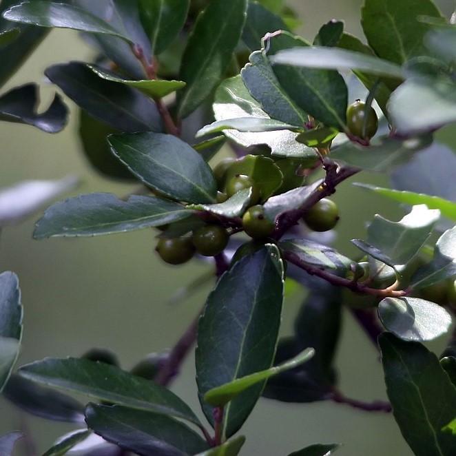 Ilex vomitoria 'Condeaux' ~ Bordeaux® Dwarf Yaupon Holly-ServeScape