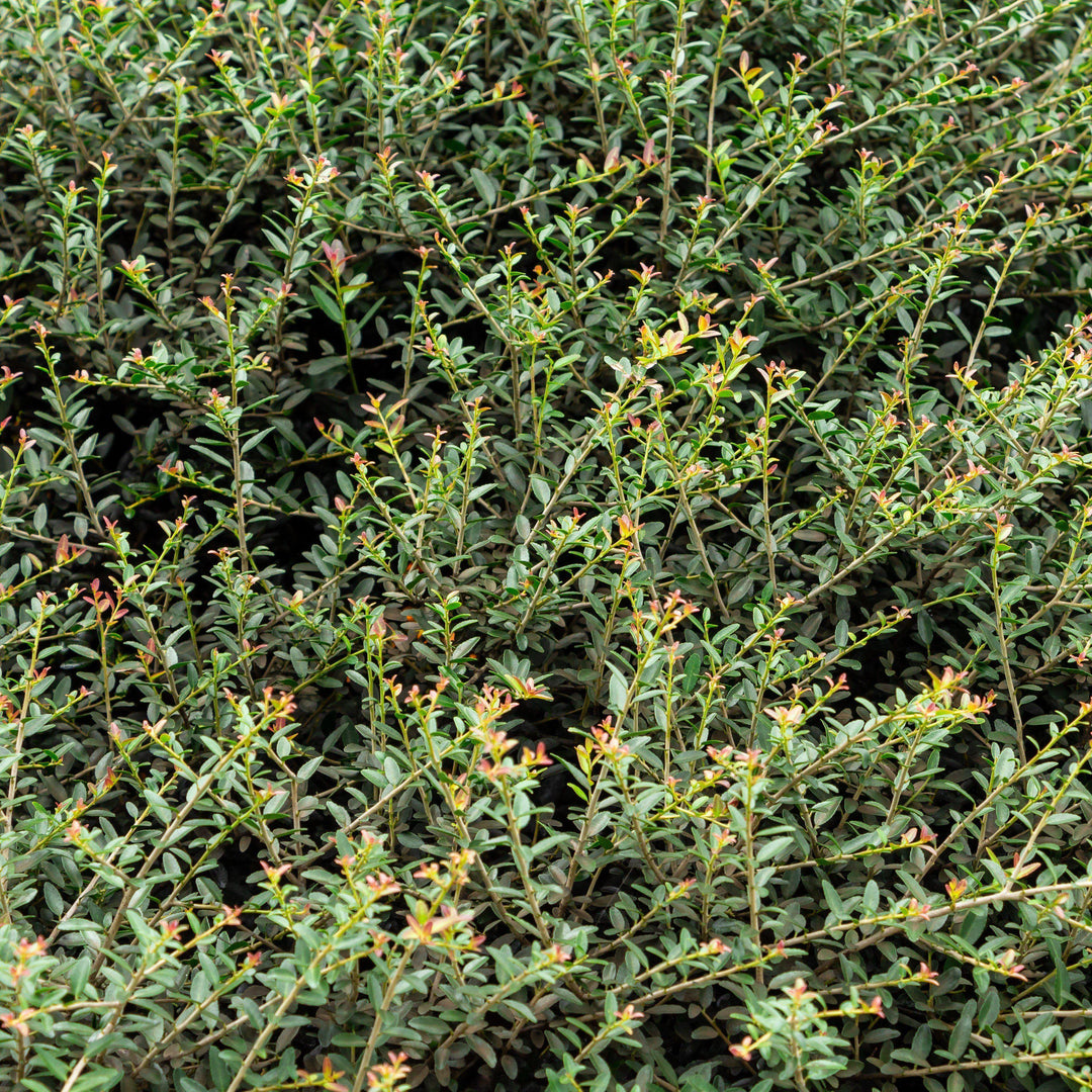 Ilex vomitoria 'Schillings' ~ Schillings Yaupon Holly - Delivered By ServeScape