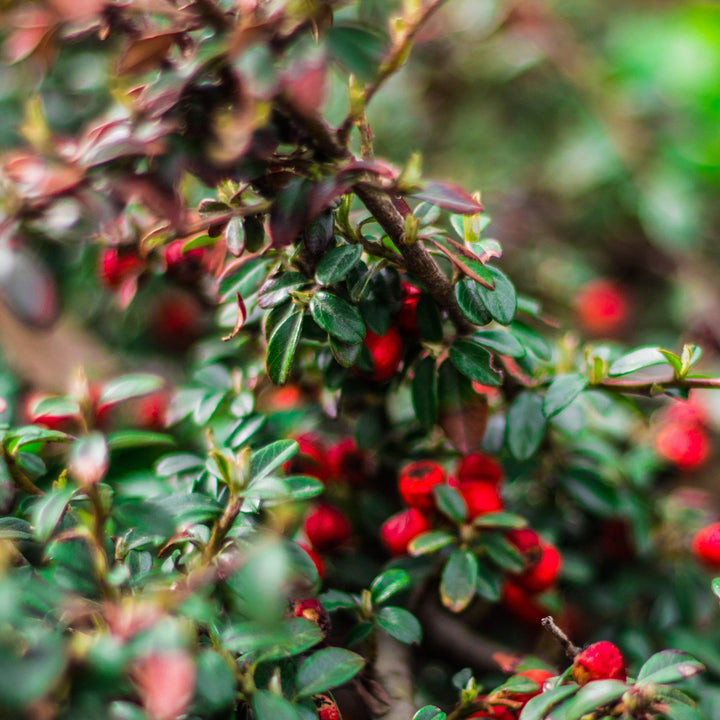 Ilex vomitoria 'Taylor's Rudolph' ~ Taylor’s Rudolph Yaupon Holly - Delivered By ServeScape