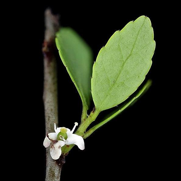Ilex vomitoria 'Pride of Houston' ~ Pride Of Houston Yaupon Holly-ServeScape