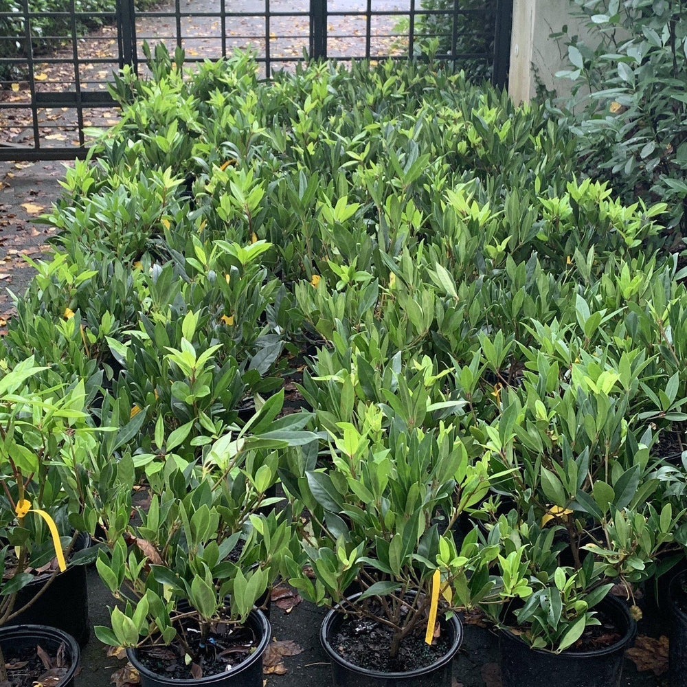 Illicium floridanum ~ Florida Anise-ServeScape