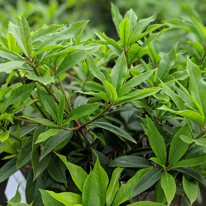 Illicium floridanum ~ Florida Anise - Delivered By ServeScape