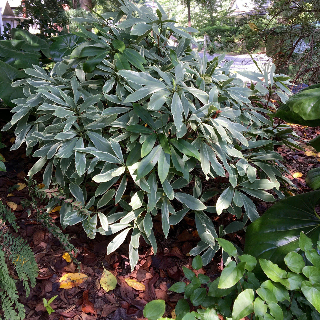 Illicium floridanum 'Grey Ghost' ~ Grey Ghost Anise - Delivered By ServeScape