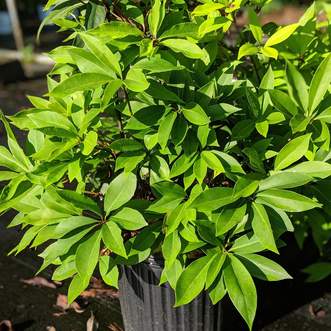 Illicium parviflorum 'Forest Green' ~ Forest Green Anise - Delivered By ServeScape