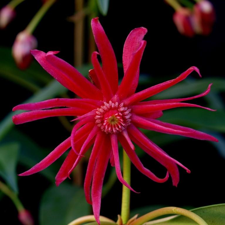 Illicium x ‘NCIH1’ ~ Scorpio Anise-ServeScape