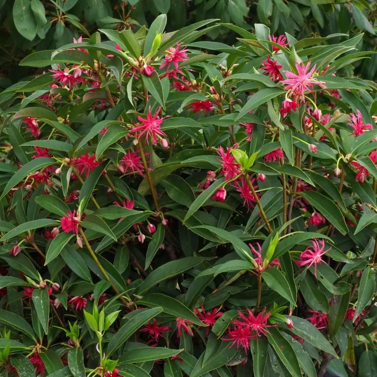 Illicium x ‘NCIH1’ ~ Scorpio Anise-ServeScape