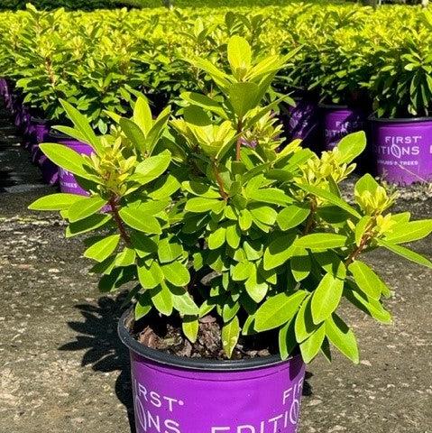 Illicium parviflorum 'PIIIP-I' ~ First Editions® Bananappeal® Yellow Anise-ServeScape