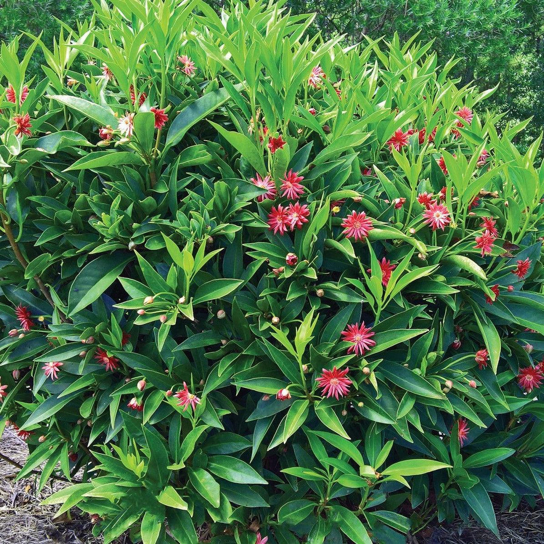 Illicium x ‘NCIH1’ ~ Star Flower Scorpio™ Anise-ServeScape