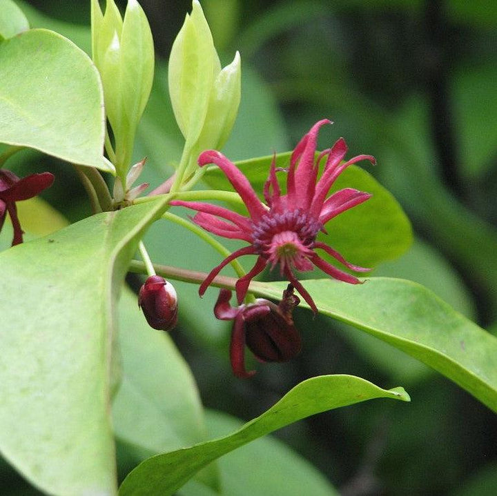 Illicium floridanum 'Woodland Ruby' ~ Woodland Ruby Florida Anise-ServeScape