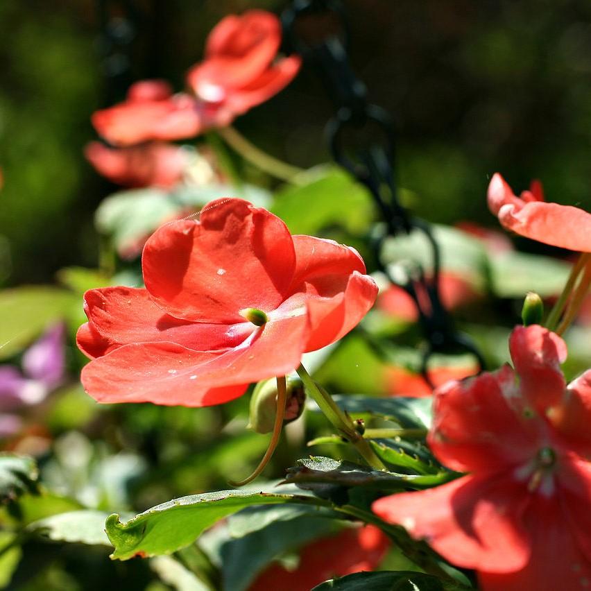 Impatiens walleriana 'XDR Salmon Shades' ~ Imara™ XDR Salmon Shades-ServeScape