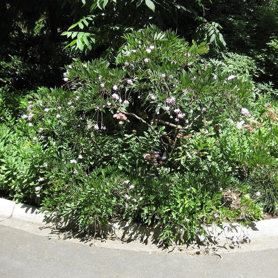 Indigofera decora ~ Chinese Indigo-ServeScape