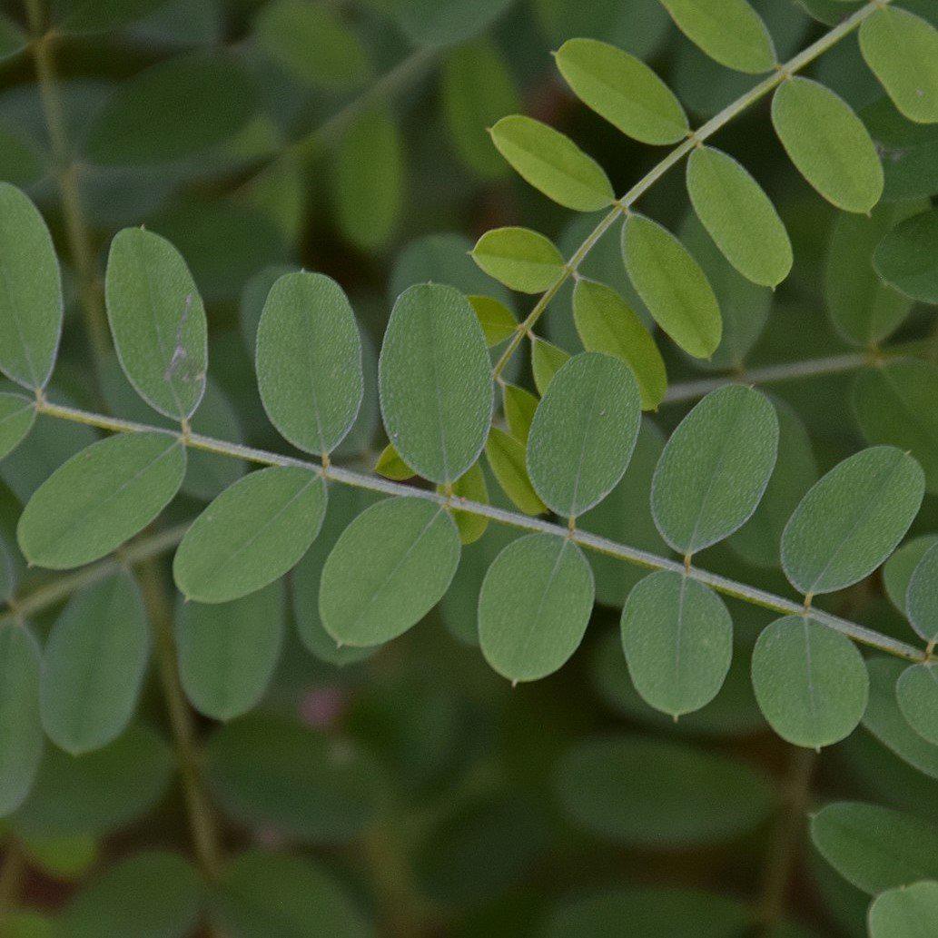 Indigofera decora ~ Chinese Indigo-ServeScape