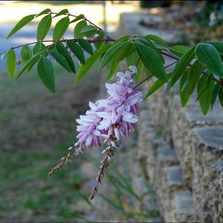 Indigofera decora ~ Chinese Indigo-ServeScape