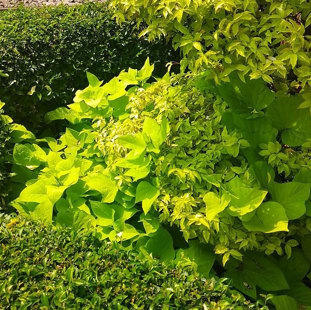 Ipomoea batatas 'Margarita' ~ Proven Accents® Margarita Sweet Potato Vine-ServeScape