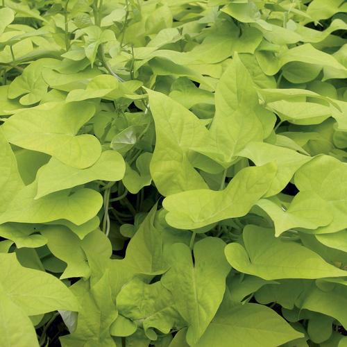 Ipomoea batatas 'Margarita' ~ Proven Accents® Margarita Sweet Potato Vine-ServeScape