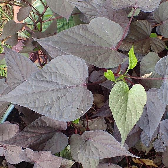 Ipomoea batatas ‘Sweet Georgia Heart Purple' ~ Sweet Georgia® Heart Purple Sweet Potato-ServeScape