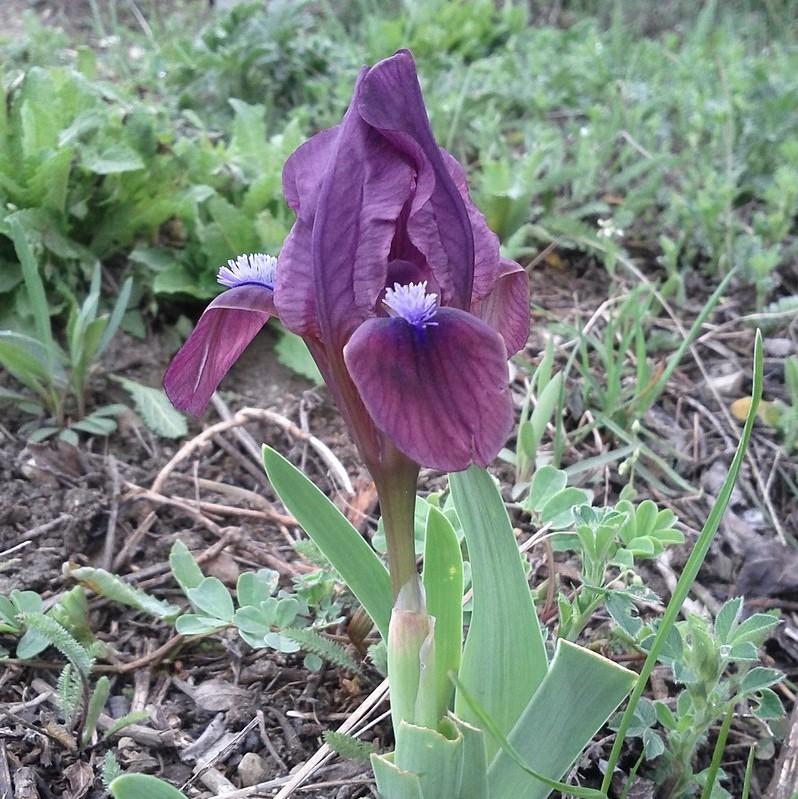 Iris 'Cherry Garden' ~ Cherry Garden Iris-ServeScape