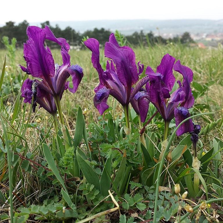 Iris 'Cherry Garden' ~ Cherry Garden Iris-ServeScape