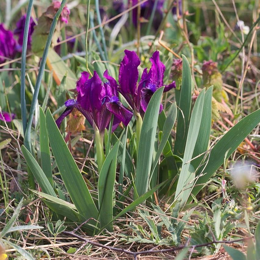 Iris 'Cherry Garden' ~ Cherry Garden Iris-ServeScape