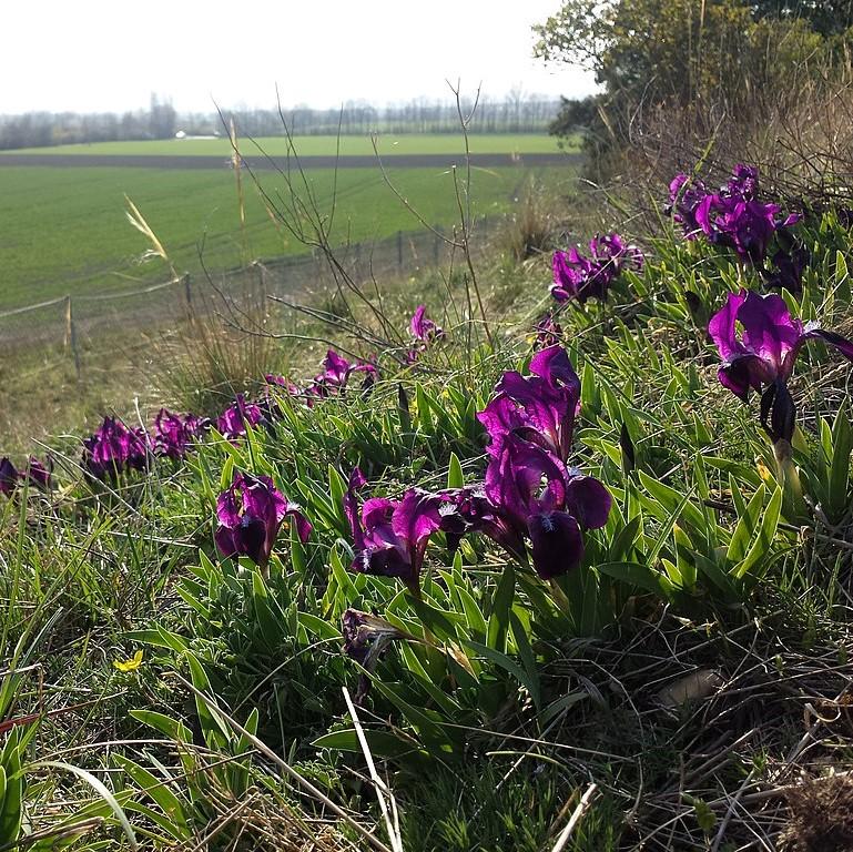 Iris 'Cherry Garden' ~ Cherry Garden Iris-ServeScape