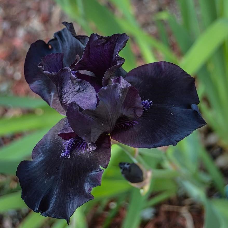 Iris 'O So Very' ~ O So Very Tall Bearded Iris - Delivered By ServeScape