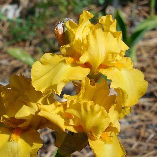 Iris 'Orange Caper' ~ Orange Caper Dwarf Bearded Iris-ServeScape