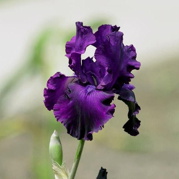 Iris 'Rosalie Figge' ~ Rosalie Figge Tall Bearded Iris - Delivered By ServeScape