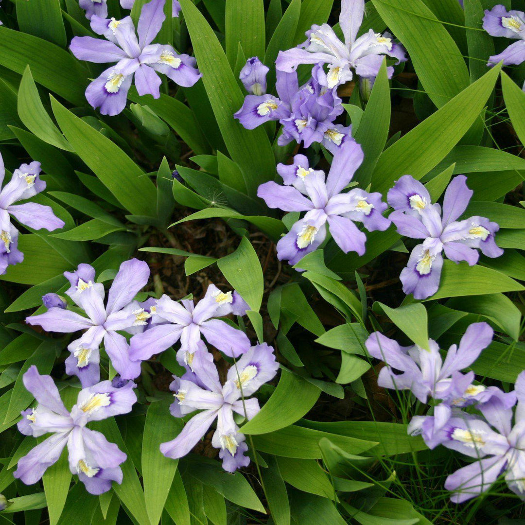 Iris cristata ~ Dwarf Crested Iris-ServeScape