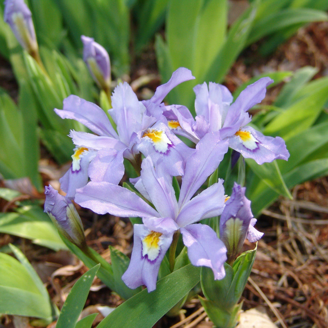 Iris cristata 'Eco Bluebird' ~ Eco Bluebird Dwarf Crested Iris-ServeScape