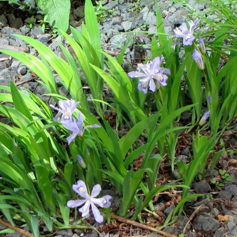 Iris cristata 'Powder Blue Giant' ~ Powder Blue Giant Dwarf Crested Iris-ServeScape