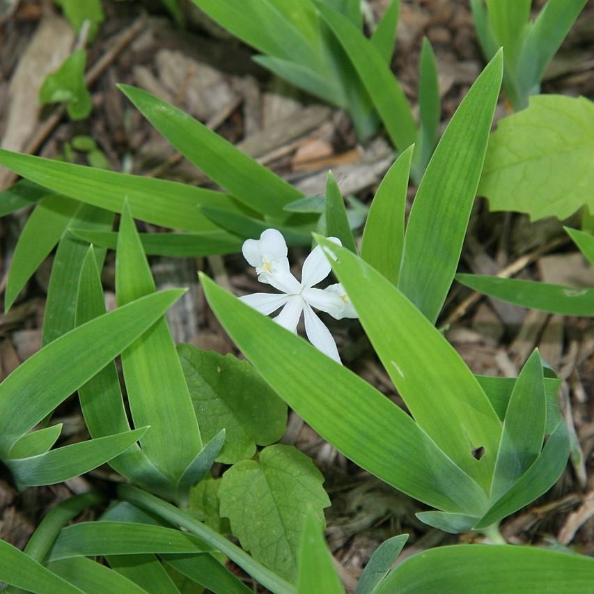 Iris cristata 'Tennessee White' ~ Tennessee White Dwarf Crested Iris-ServeScape