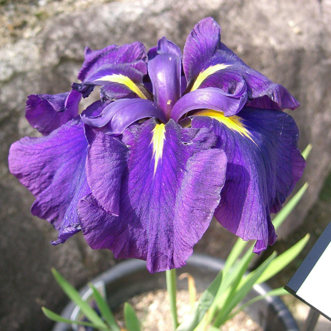Iris ensata 'Happy Awakening' ~ Happy Awakening Japanese Iris-ServeScape