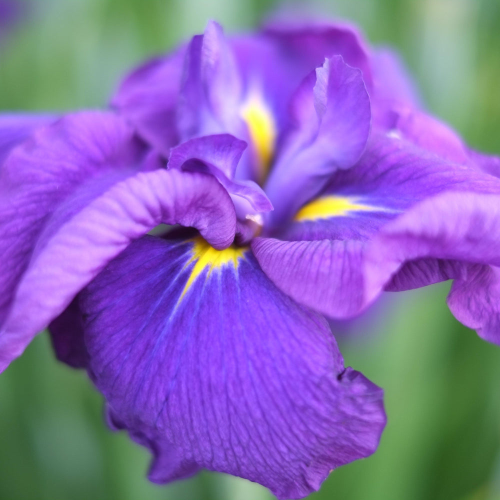 Iris ensata 'Loyalty' ~ Loyalty Japanese Iris-ServeScape