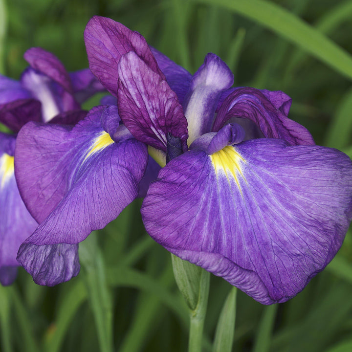 Iris ensata 'Loyalty' ~ Loyalty Japanese Iris-ServeScape