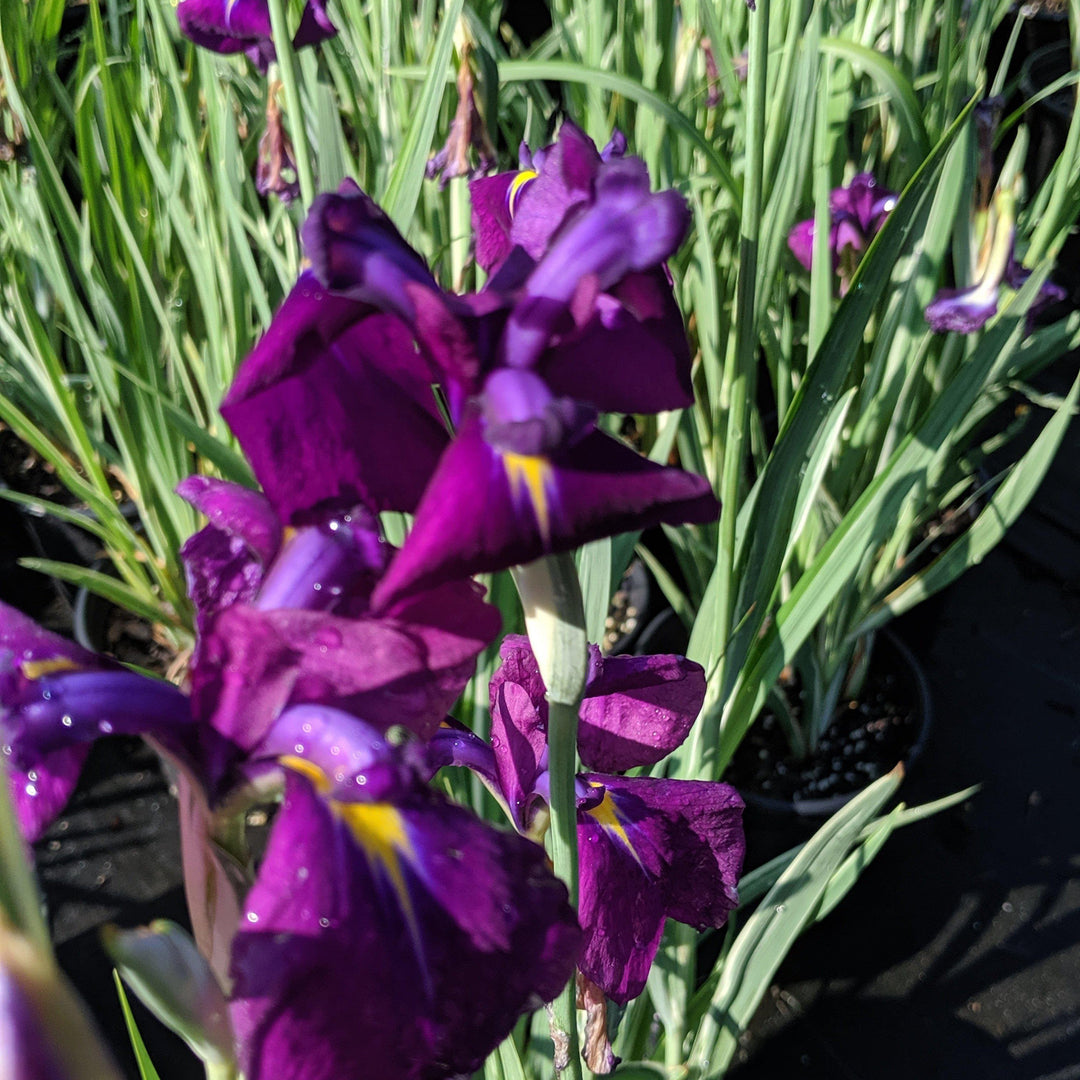 Iris germanica ~ Bearded Iris, German Iris