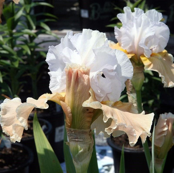 Iris germanica 'Champagne Elegance' ~ Champagne Elegance Bearded Iris