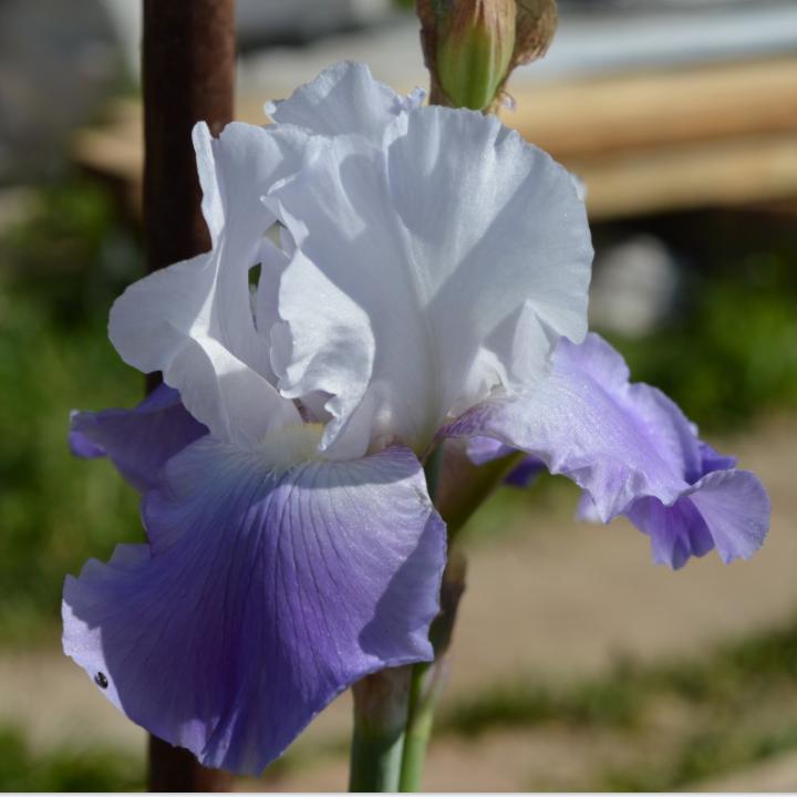 Iris germanica 'Clarence' ~ Clarence Bearded Iris-ServeScape