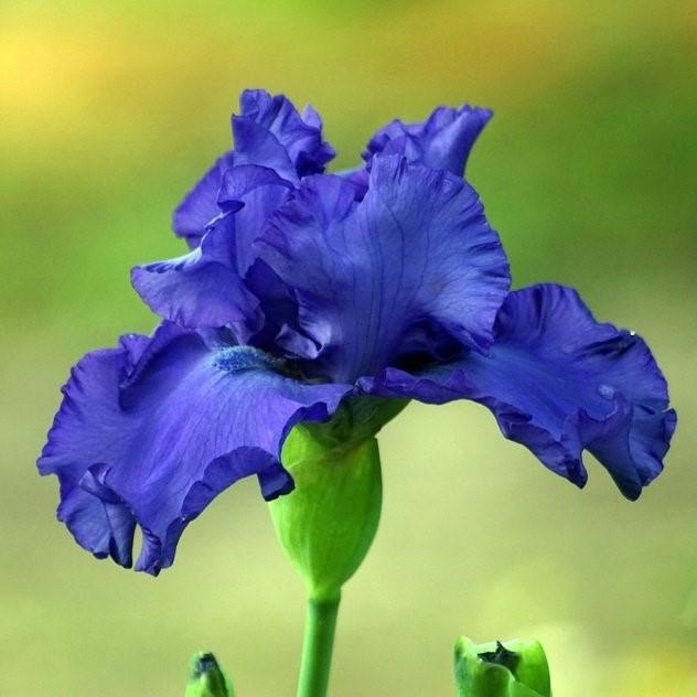 Iris germanica 'Feed Back' ~ Feed Back Bearded Iris-ServeScape