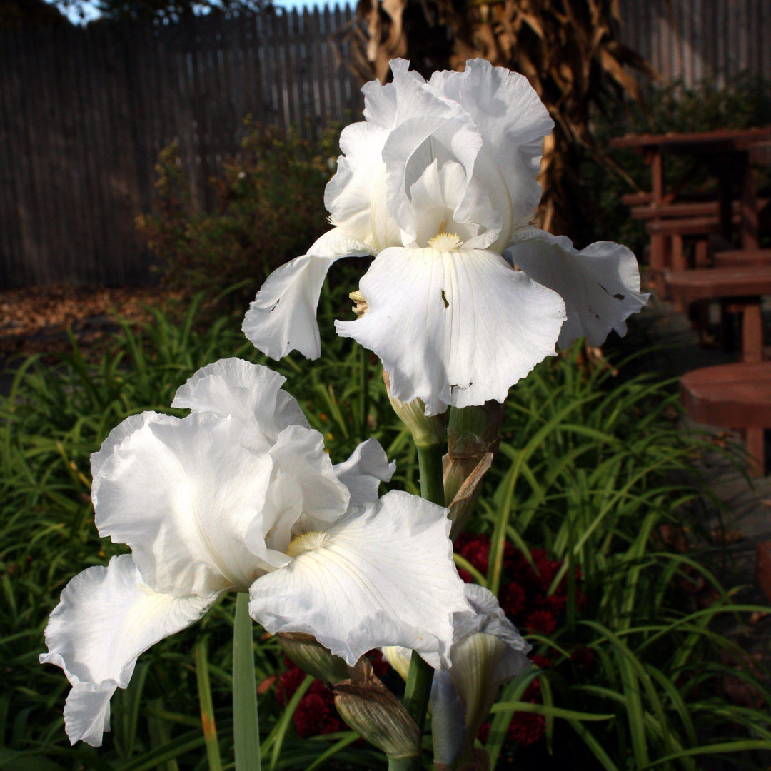 Iris germanica 'Immortality' ~ Immortality Bearded Iris - Delivered By ServeScape
