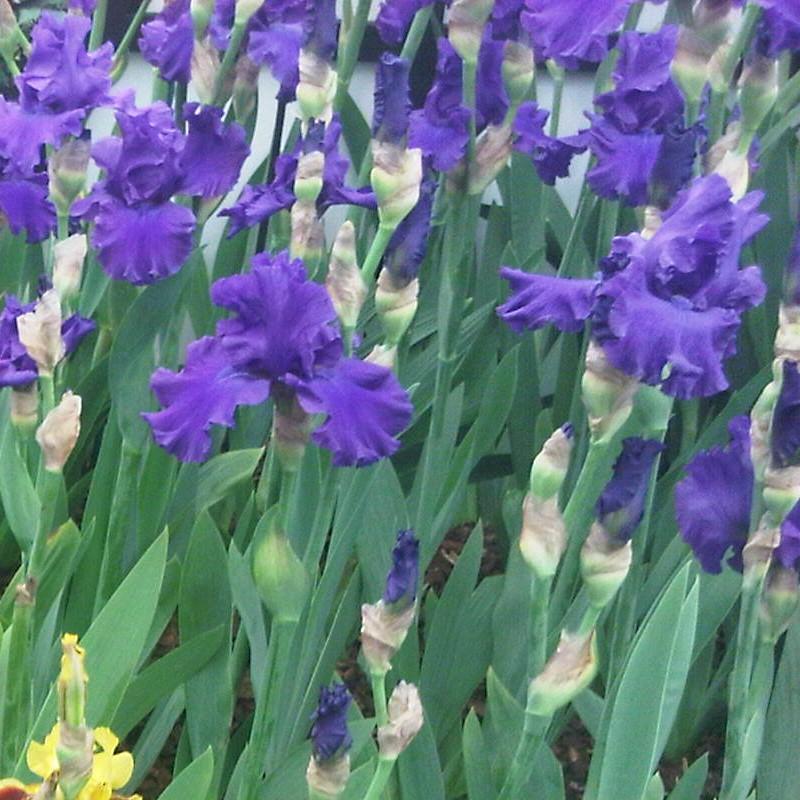 Iris germanica 'Titan's Glory' ~ Titan's Glory Bearded Iris-ServeScape
